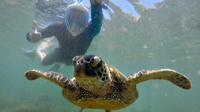 Our Hawaii Vacation on a Budget: Swimming with Turtles