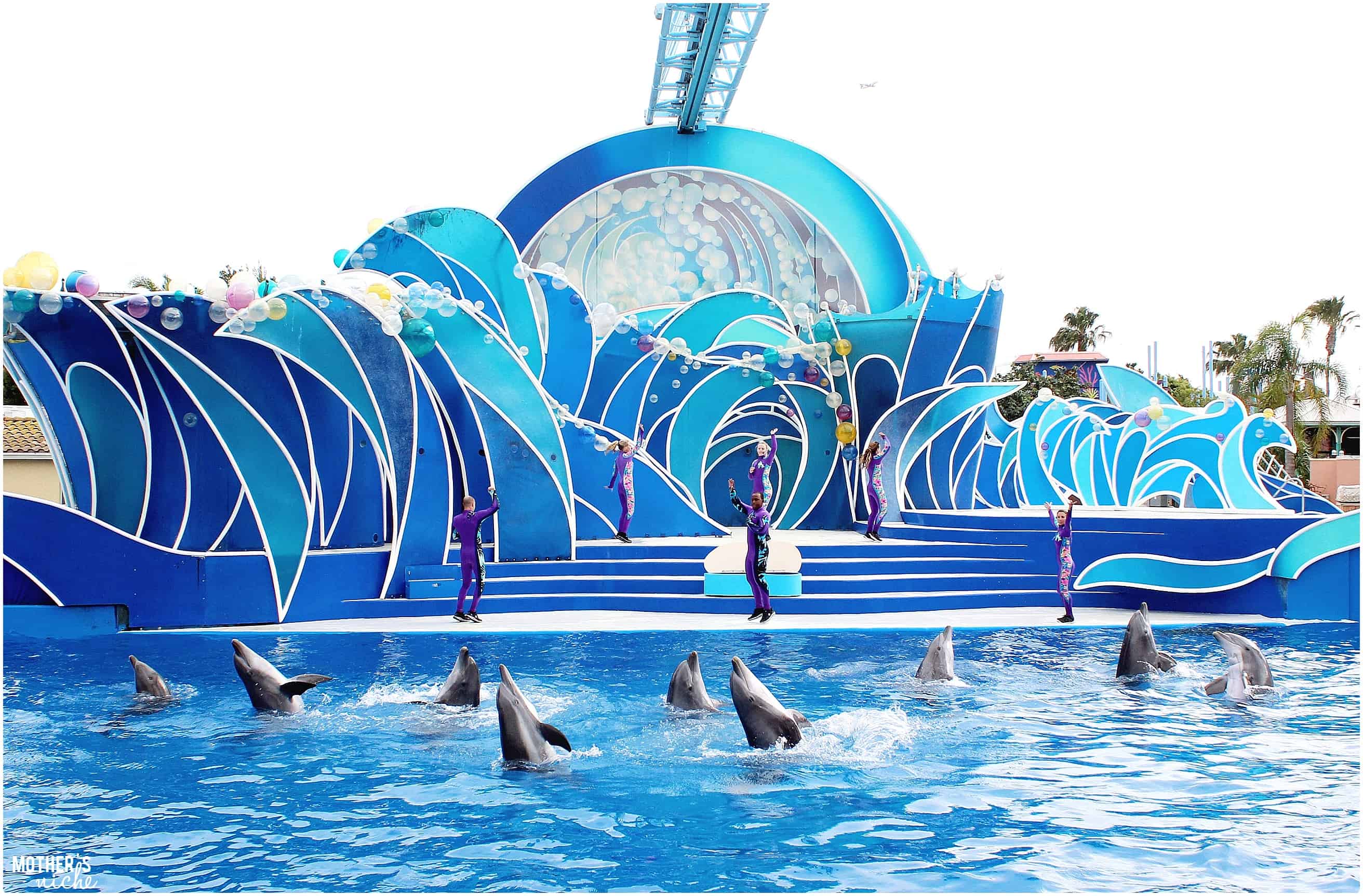 dolphin show- sea world