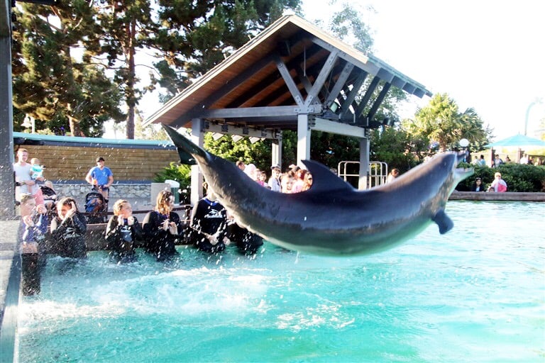 How to Plan Your Day at Sea World