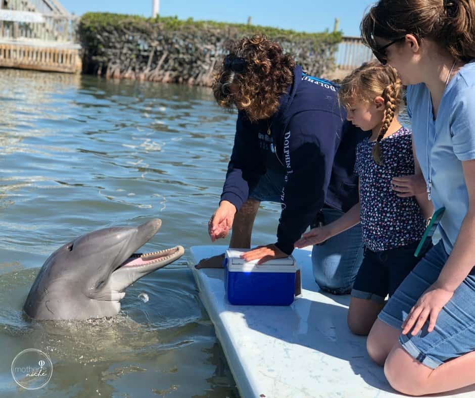 Our Experience at the Dolphin Research Center in the Florida Keys