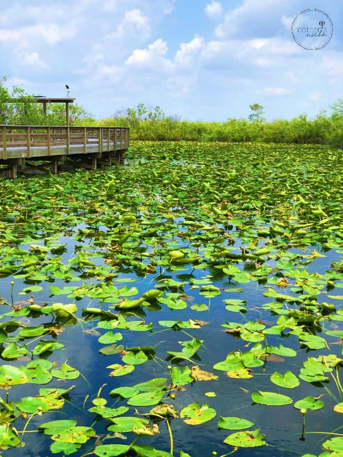 My Favorite Fun Things to Do in South Florida Everglades National Park